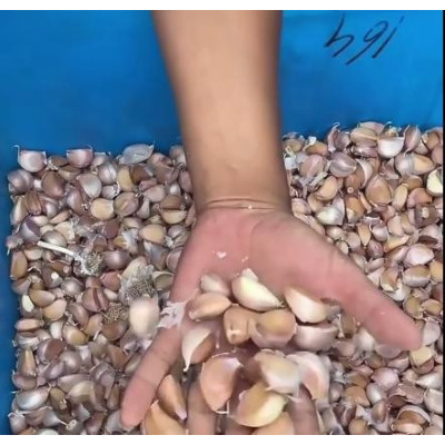 Электрический разделитель зубчиков чеснока Tossa TS 5ZS-BX 100 кг/час